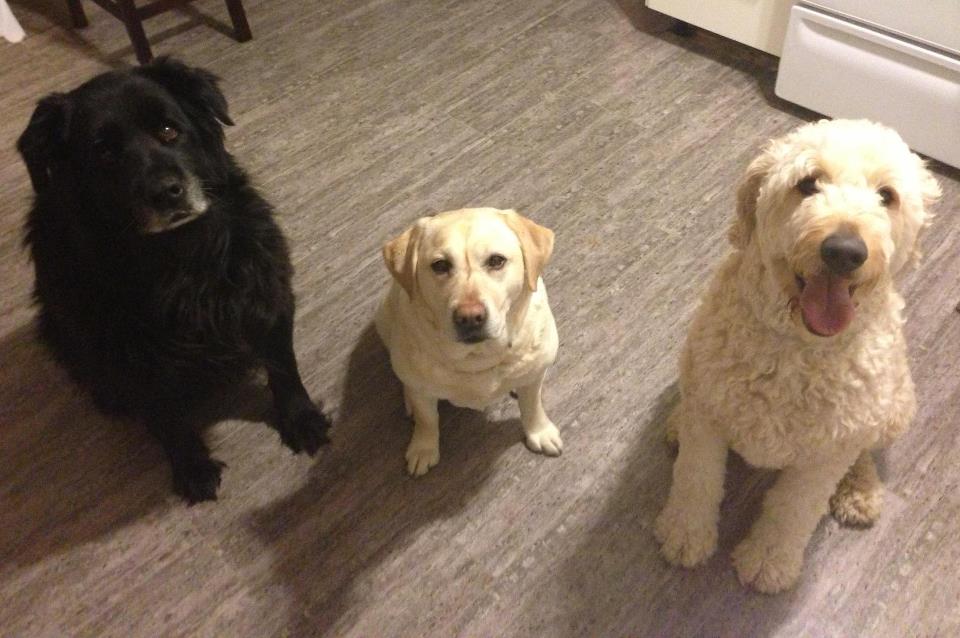 A Prairie Homo Companion: To Be More Like A Dog