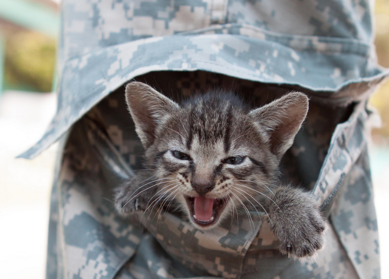 Recruiting All Homos: Now That We’re Asking And Telling, I’m Enlisting