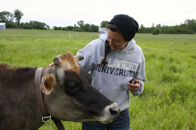 Cows