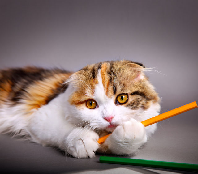 this queer kittie is writing the first draft of her qu.ee/r mag fiction submission -- wish her luck!