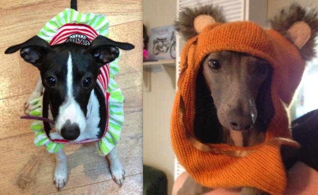EbDogs