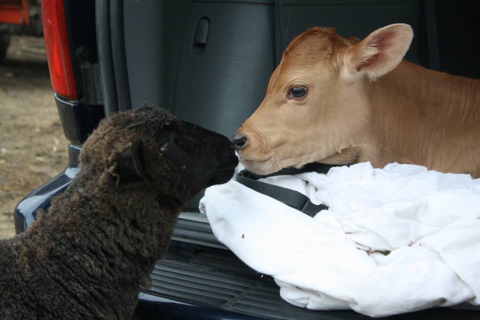 Queering the Politics of Animal Rights with VINE Sanctuary