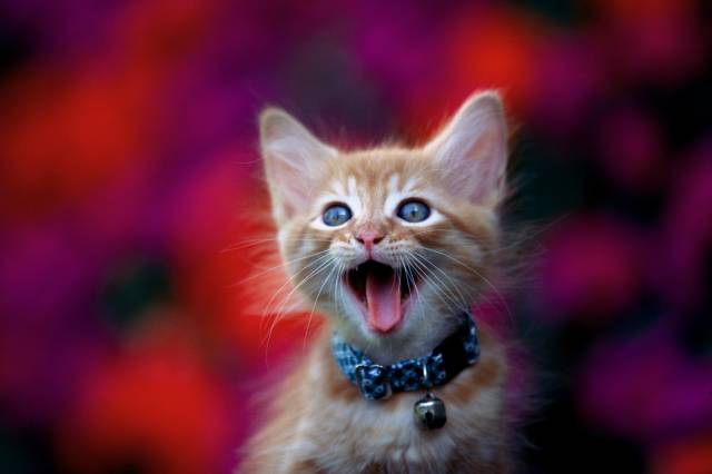 look how happy this cat is, you too could be this happy (via ....com)