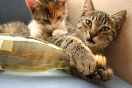 Stop Whatever You’re Doing, There’s A Wine For Cats Now