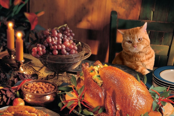 OPEN THREAD: Thanksgivukkah Forever