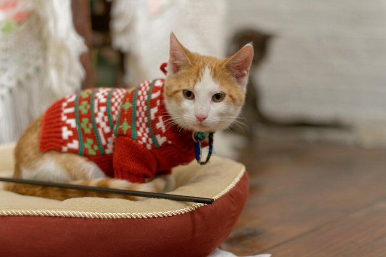 Live Feed: Christmas Cats TV is a Roomful of Cats in Holiday Sweaters