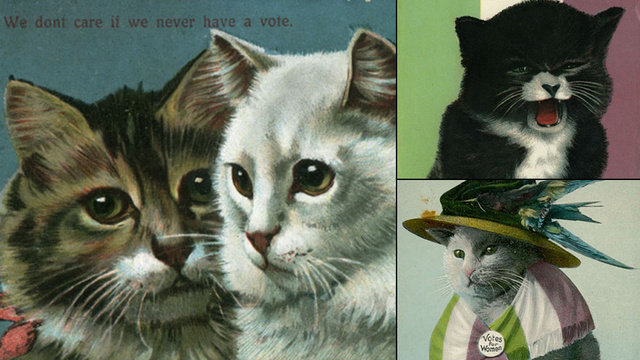 Sunday Funday’s Suffragist Cats Are Going Down Under