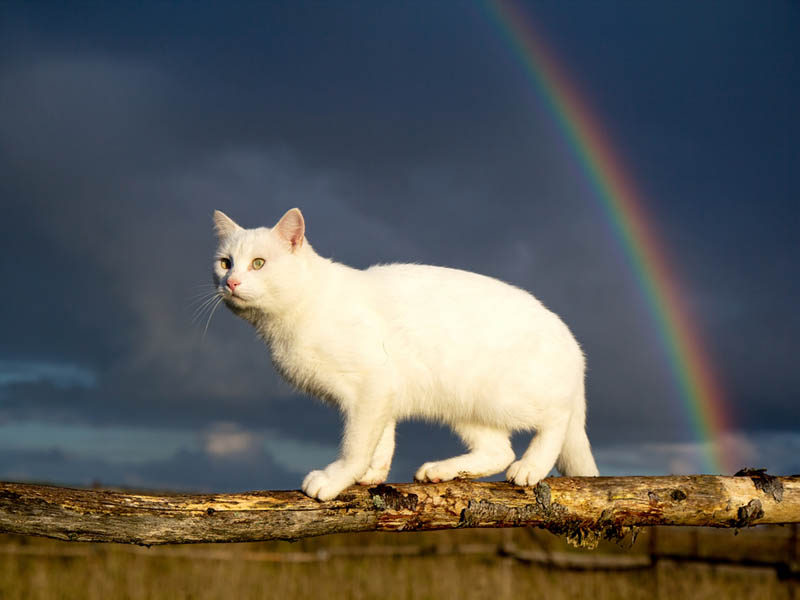 XOXO Gothip Girl: Gay Cat Disowned, Currently On The Prowl