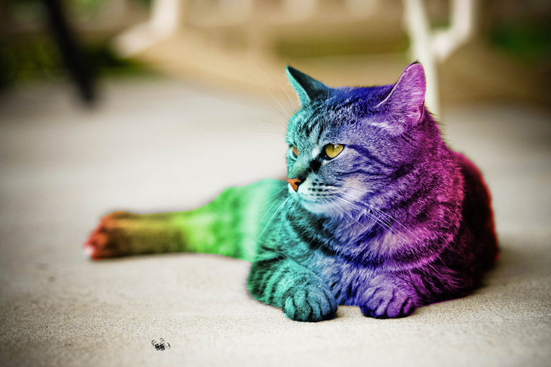 More Than Words: Gay Pt. 2 — Gay Cats