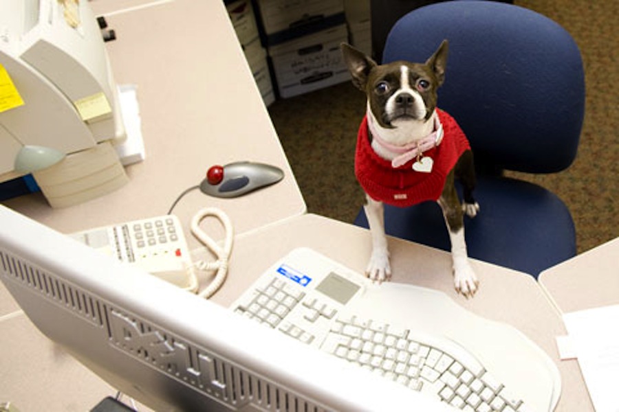 FRIDAY OPEN THREAD: I’m Definitely Still At Work, How About You?