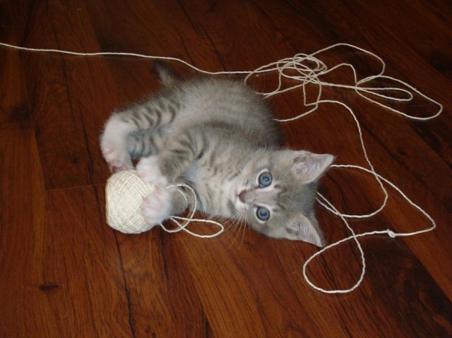 Not that kind of string (via caterville.tumblr.com)