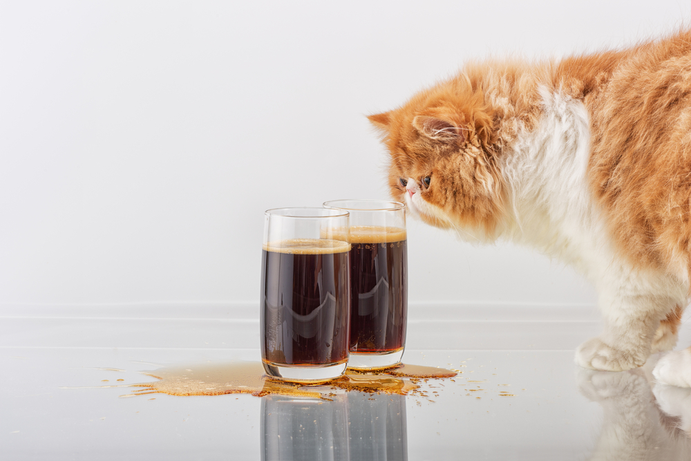 Liquor On The Mountain: How To Taste Beer