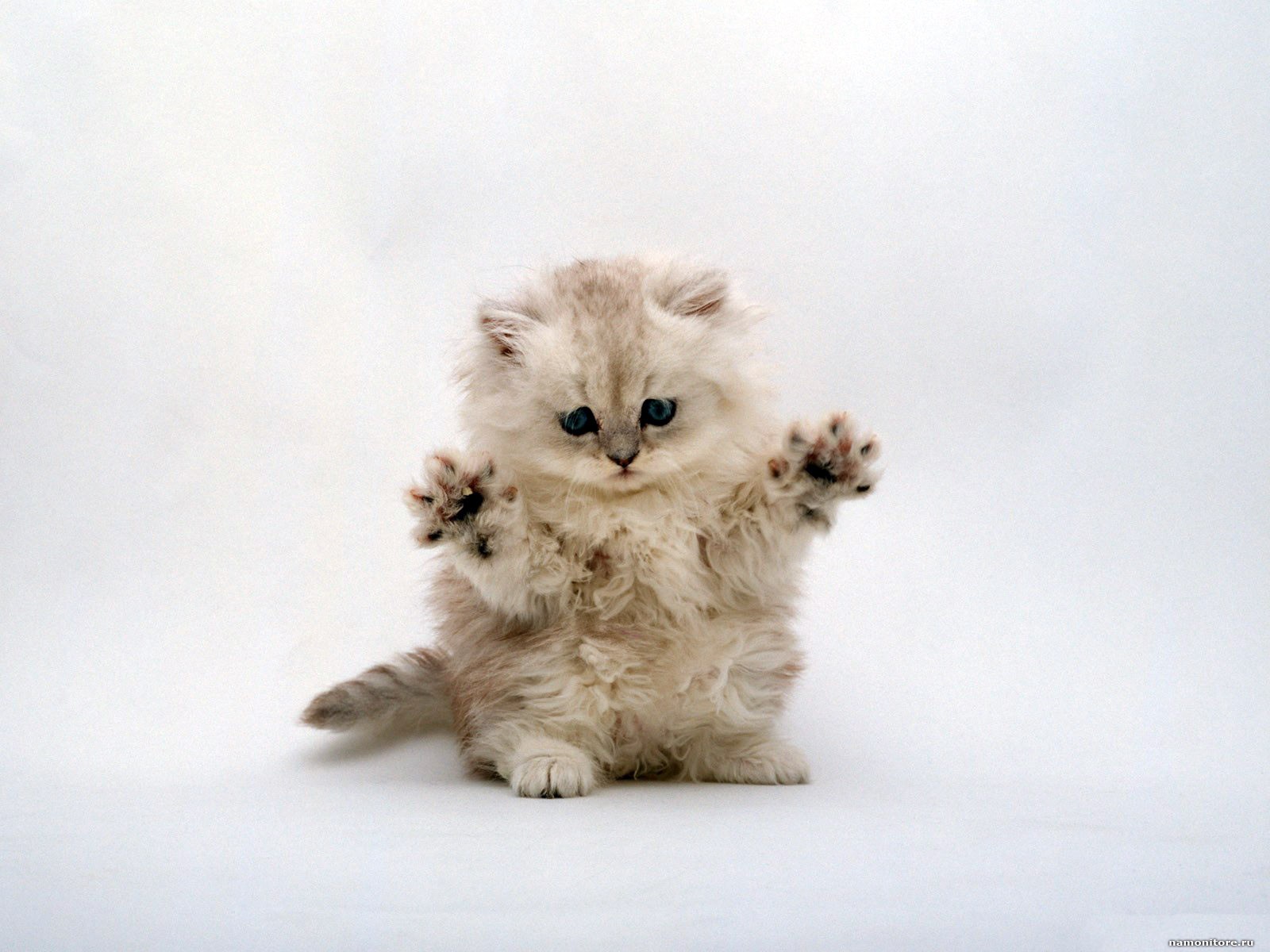 The Autostraddle Guide to Adopting Your Furry Best Friend: Cat and Kitten Edition