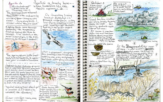No, this is not a column about birding journals. (Via Bird Watcher’s Digest)