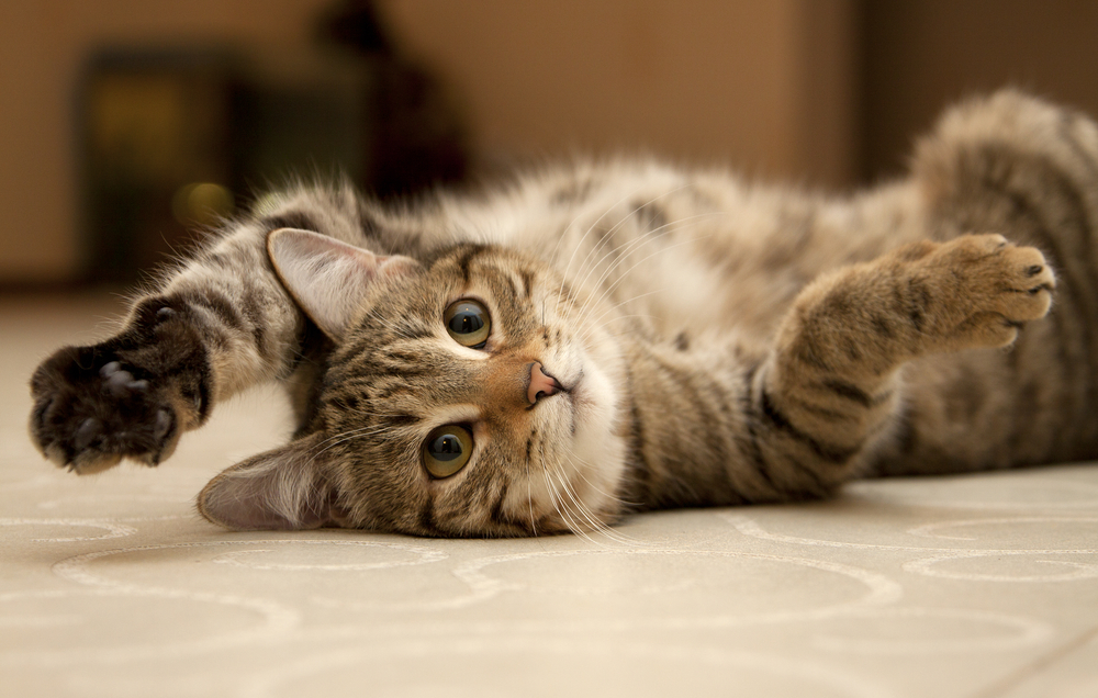 Confused Cats Against Feminism Saves Me From Defenestrating Myself