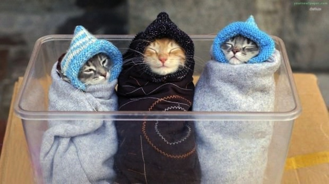 Evan Rachel Wood Bisexual, Ellen Page and Laverne Cox Learn What A Purrito Is This Sunday Funday