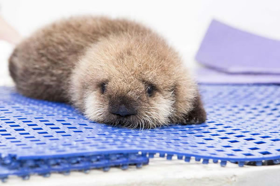 Laverne Cox, Pussy Riot, This Baby Otter, and the Rest of Us Are Family This Sunday Funday