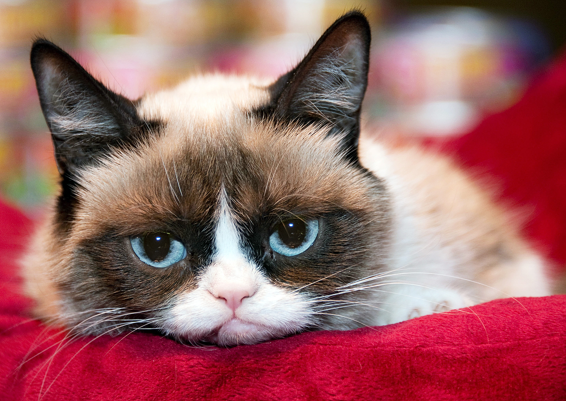 This Sunday Funday, Edie Windsor and Samira Wiley are Bringing Grumpy Cat on a Gay Adventure to Dollywood