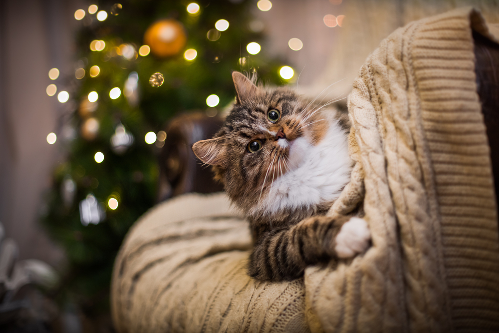 FRIDAY (GIF) OPEN THREAD: The Holidaze