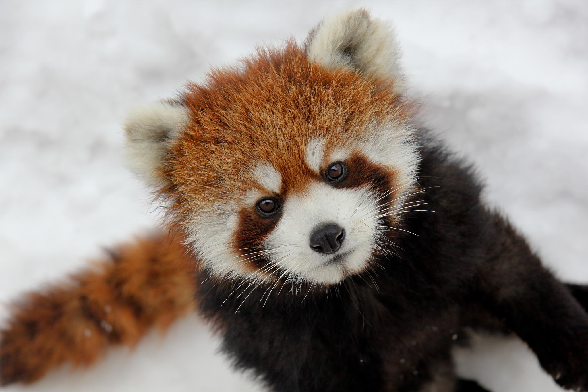 Sunday Funday is Watching the Puppy Bowl with Ellen, Leisha Hailey, and Some Red Pandas at a Feminist Bookstore