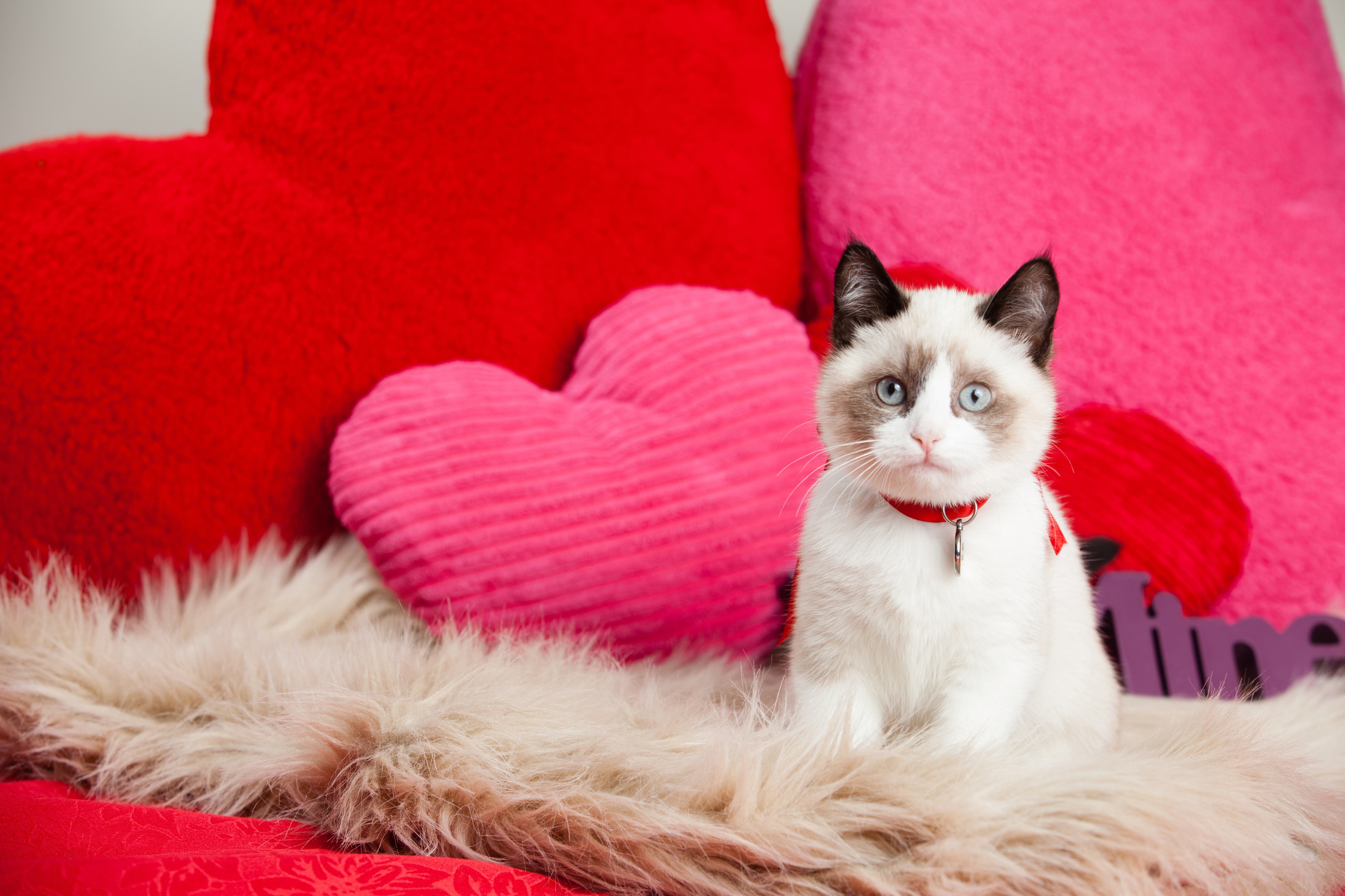 FRIDAY OPEN THREAD: Hey Hot Stuff, Be My Valentine