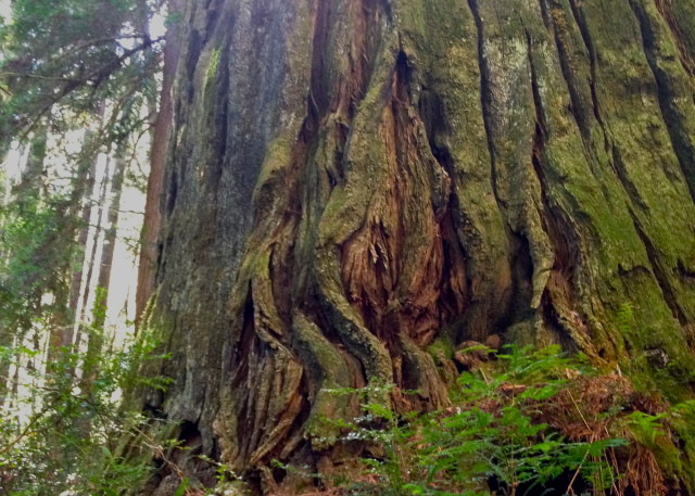 Suggestive redwood. #vulvatrees Humbolt State Park, California