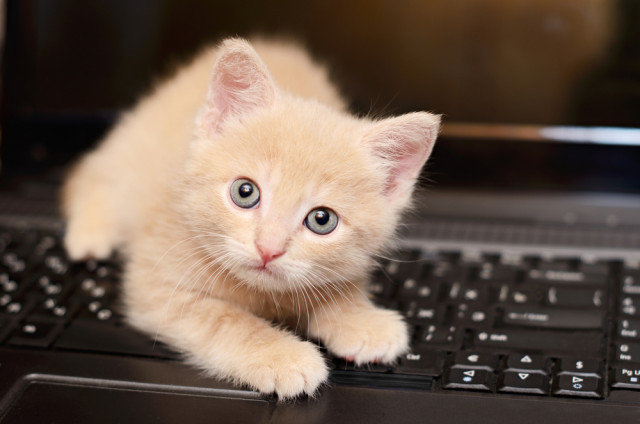 shutterstock_146795594