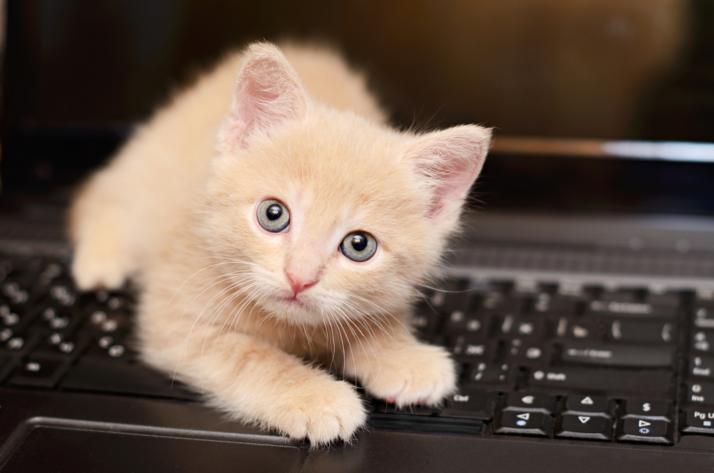 Here Be A Giveaway: Tickets to the Lesbians Who Tech Summit For Three Entire Humans