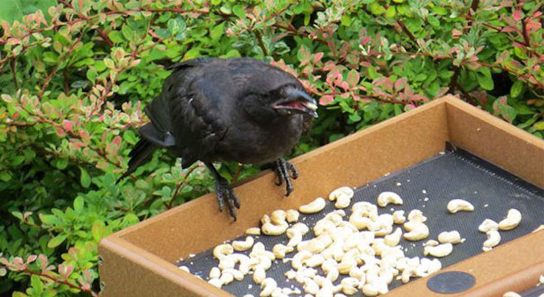 The Crows and Queers Have a Lot to Be Happy About This Sunday Funday