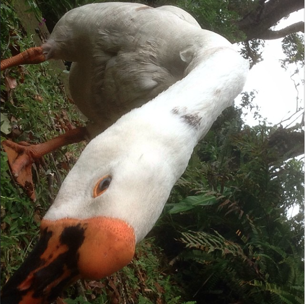Plotting its graceful, shrill takeover. Photo by Intern Raquel