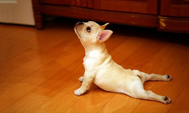 french-bulldog-stretching