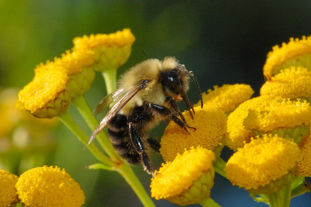 8 Videos About Bees You Could Be Watching Right Now