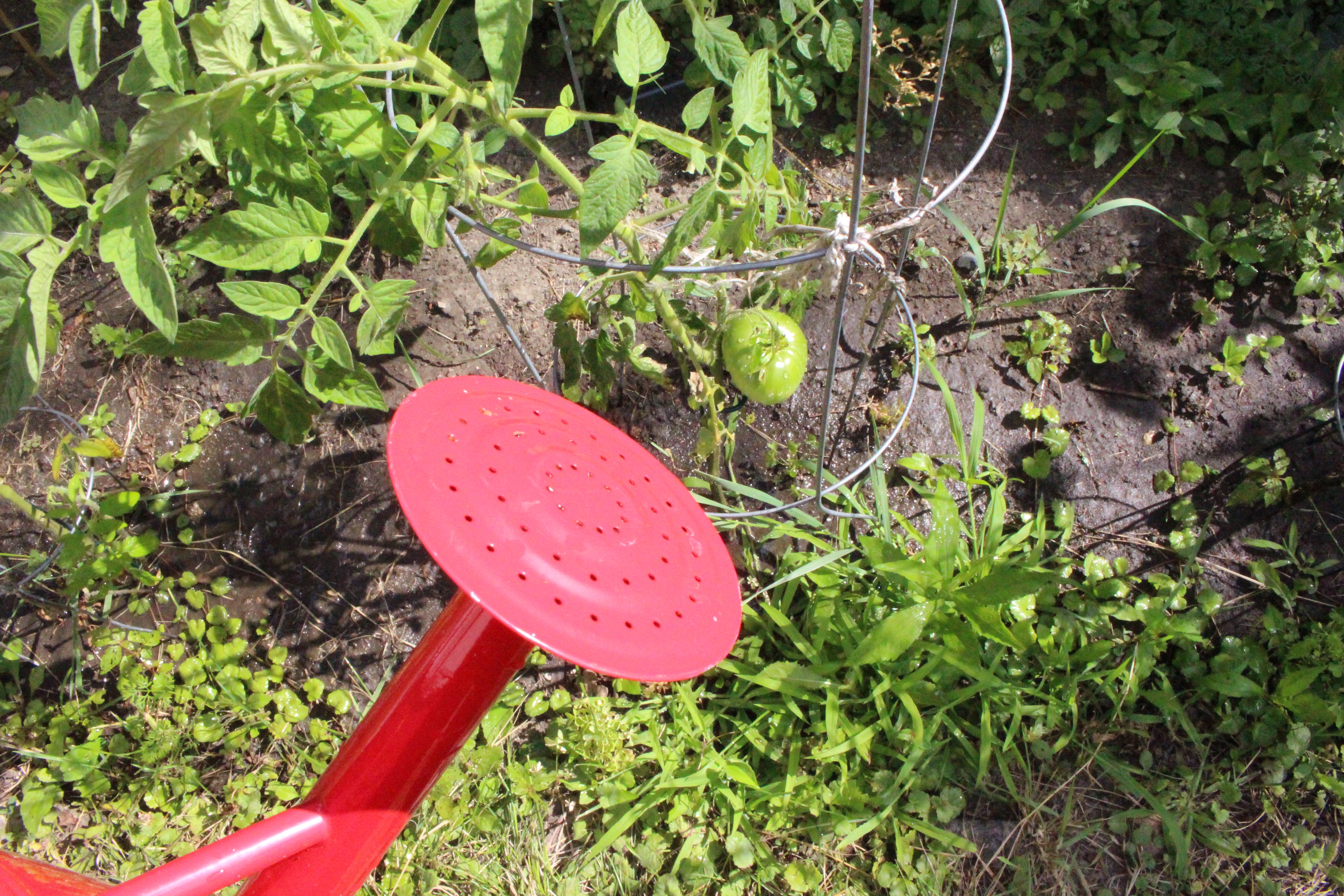 This Is How We Do It: DIY Liquid Garden Fertilizer