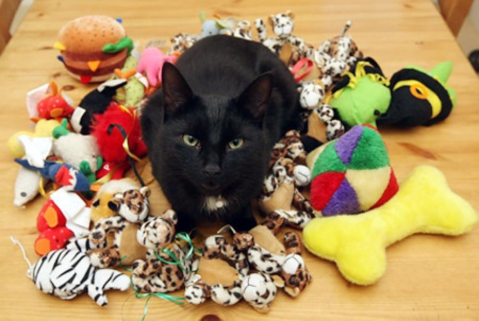 Top 10 Weirdo Things I Collect Like a Weirdo