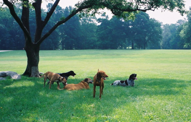dog-park-hang-out