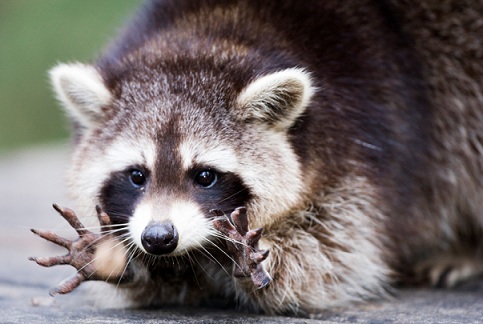 Also.Also.Also: You Might Cry About a Dead Raccoon and Other Stories for Your Day
