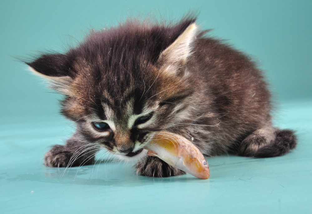 FRIDAY OPEN THREAD: Show Me That Thing You Ate