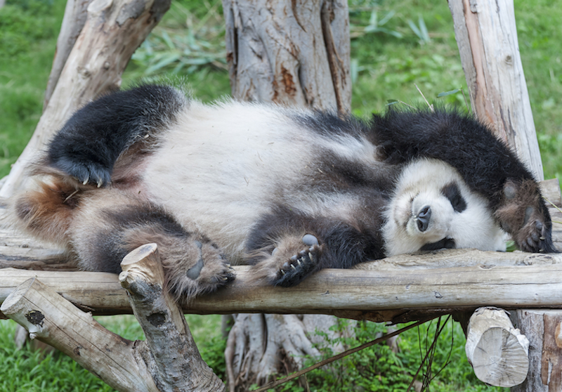 FRIDAY OPEN THREAD: Dream On, Dream Weaver