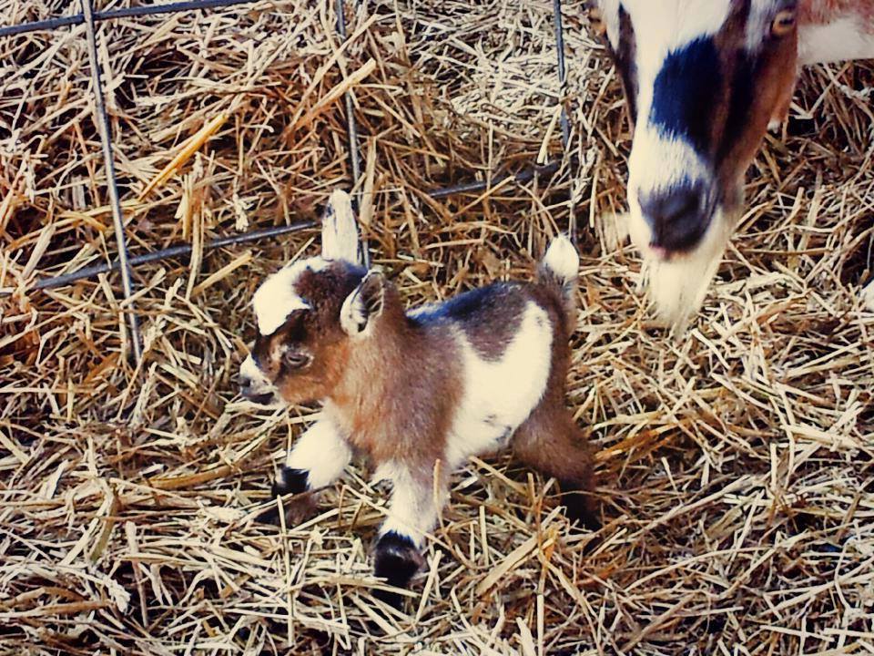 Sunday Funday Loves Her Trans Daughter and Also Baby Goats