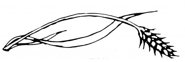 06 virgo header autostraddle