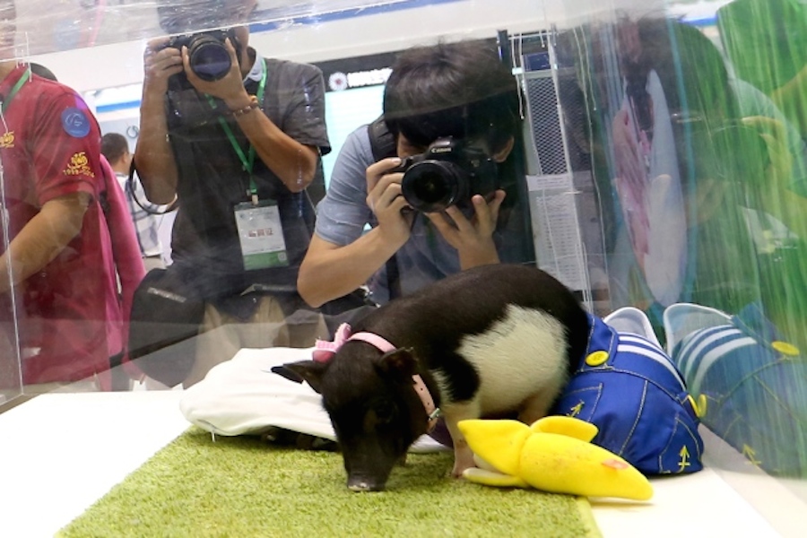 Sunday Funday is Celebrating Lesbian Activism and Raising Tiny Pigs