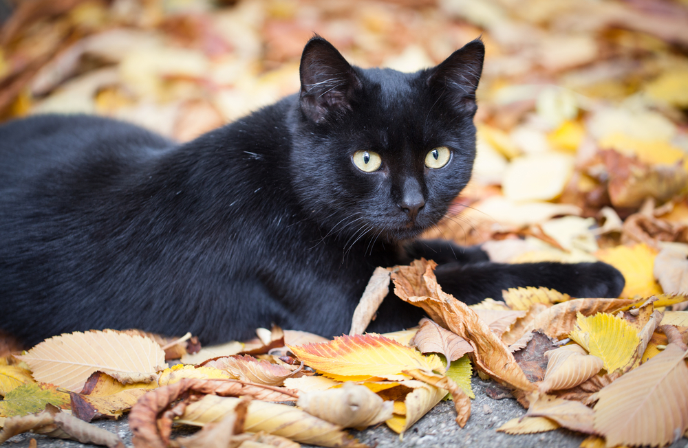 Witch Hunt: Where There’s a Black Cat, There’s a Witch