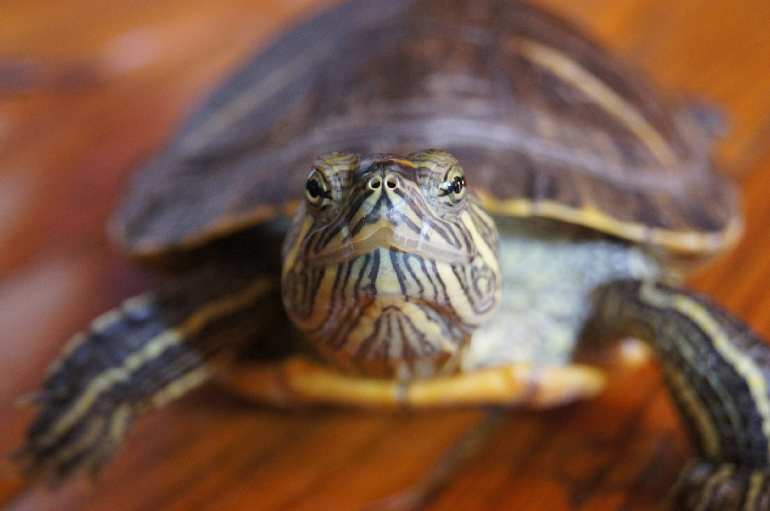 7 Ways I’ve Compared My Pet Turtle to a Cat