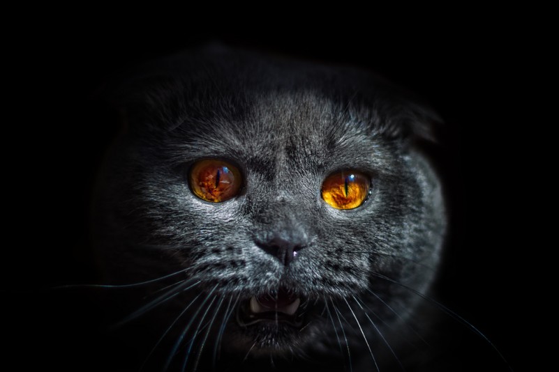 Also.Also.Also: That Murderous Cat Study Just Makes Me Feel Closer to Cats