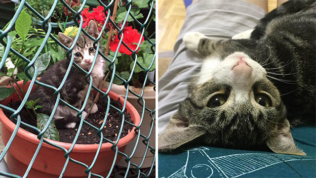 YES CATS! Exclusive: The Incredibly True Adventures of the Backyard Bobbis