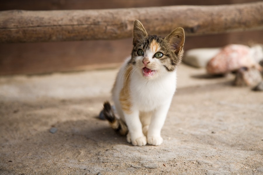 You Need Help: Cat Whistling Your Queerness To Other Closeted Queer Ladies