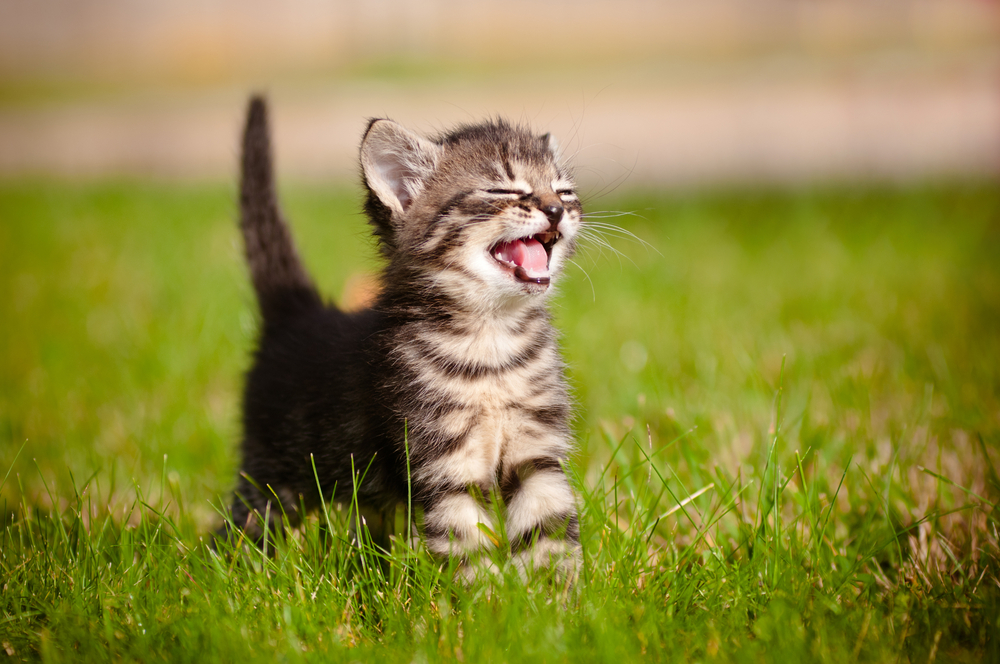 The Top 11 All-Natural Things That Help Me Calm The F*ck Down
