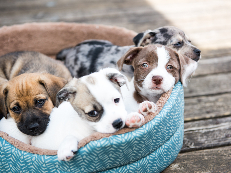 FRIDAY OPEN THREAD: Like Stealing Puppies From A Baby