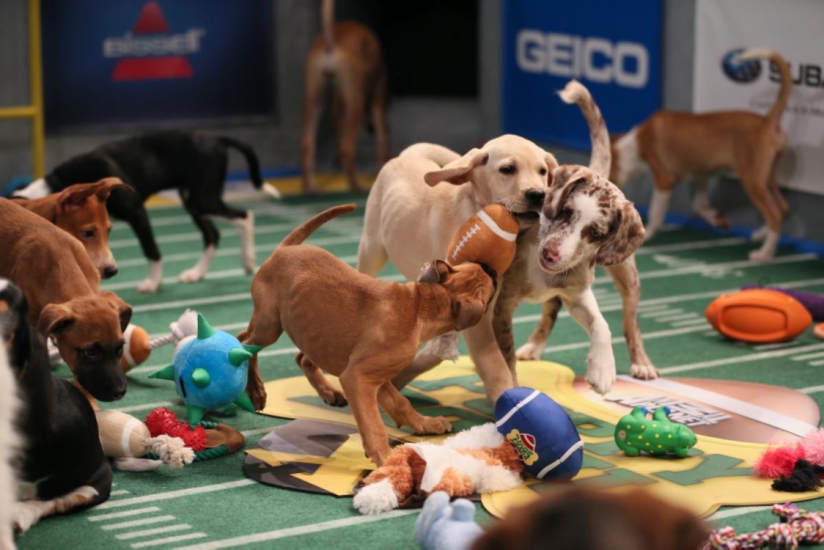 5 Apps to Make Your Super Bowl Experience More Feminist Friendly