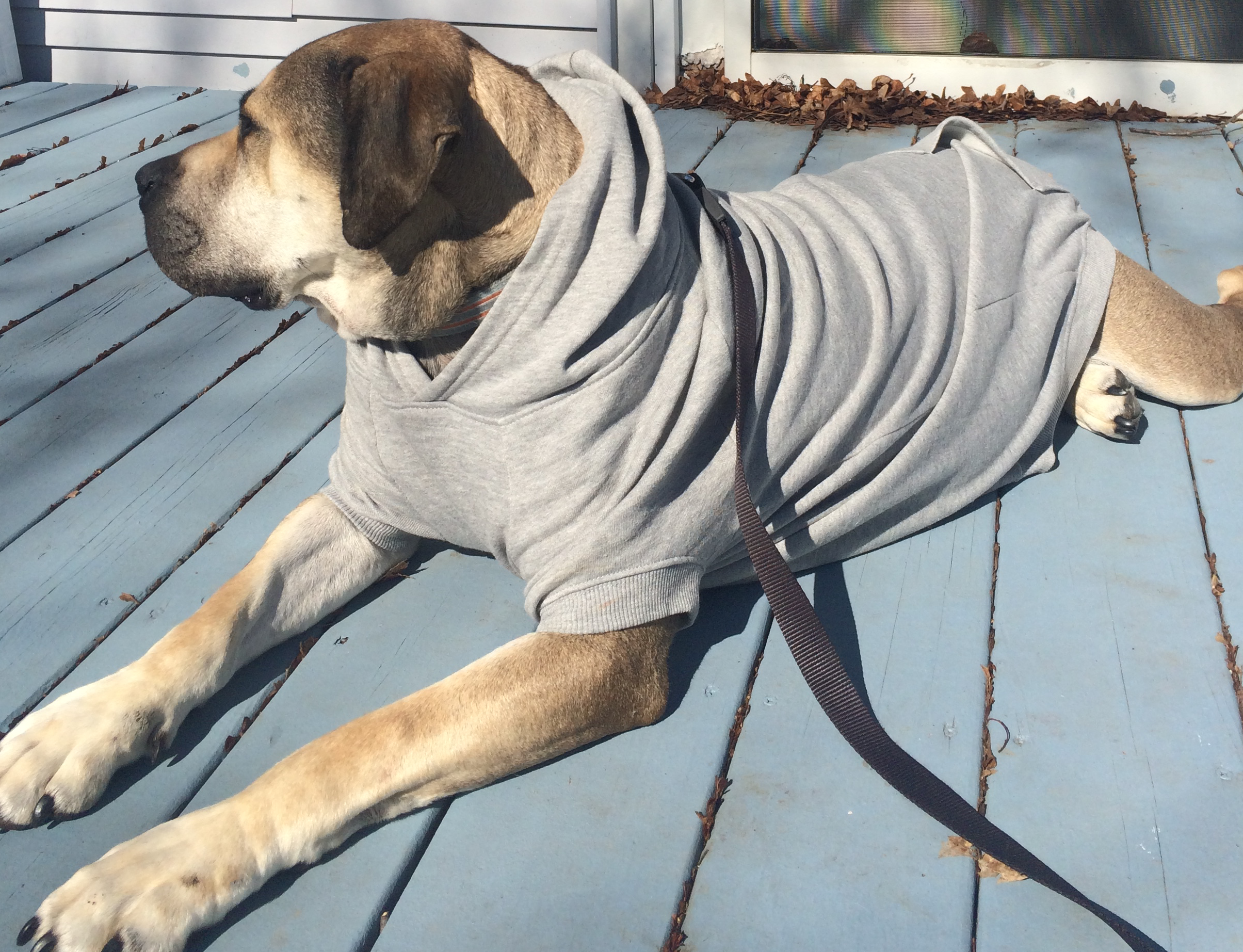 31 Things I’ve Googled In My First Month As a Dog Owner